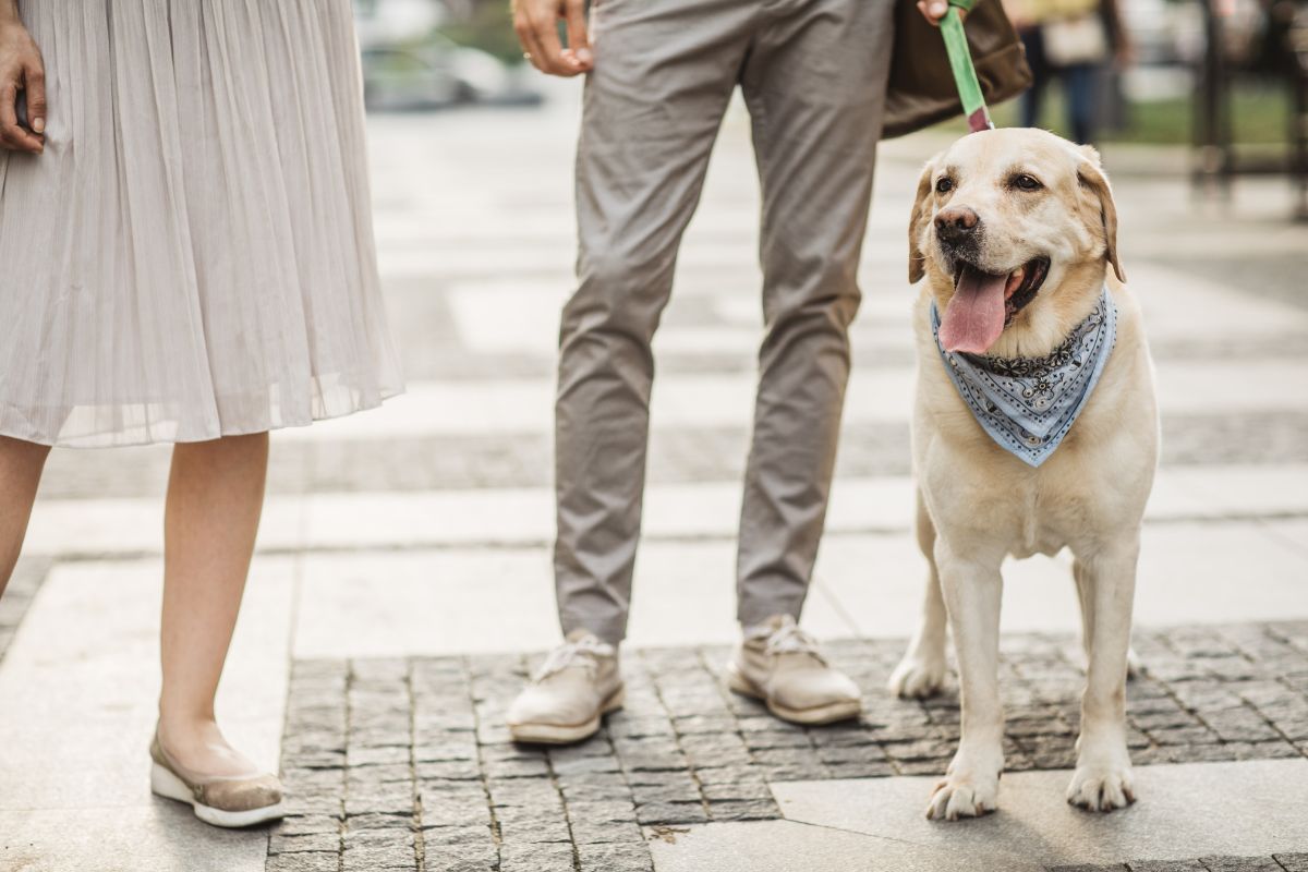 BDBF Who Gets Fido for Christmas This Year Pet Custody Comes to Washington D.C.